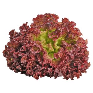 Lollo Rosso